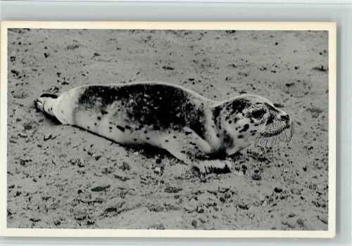 Watt in der Nordsee - Seehund AK