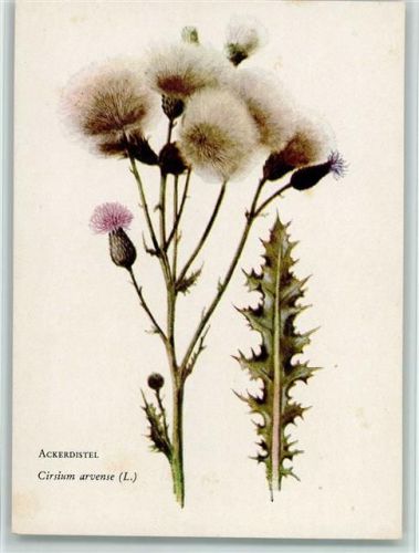 Ackerdistel- Aquarell von Gönner, gute Erhaltung