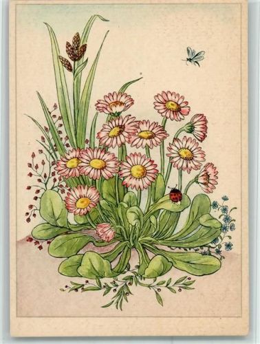Gänseblümchen