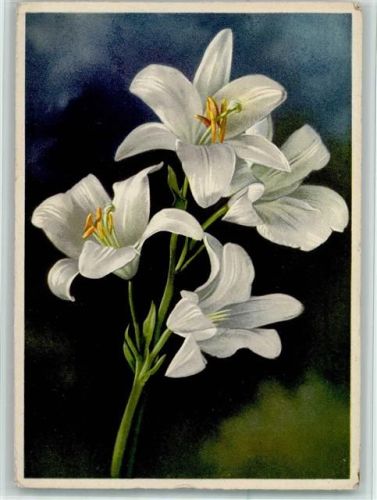 Lilium Lilie