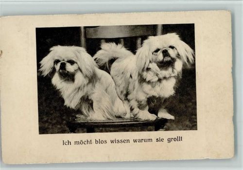 Zwei weiße Pekinesen - BKW Serie 240-1 AK