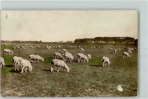 Gr. Herde auf der Weide AK Schaf 1911 Foto AK
