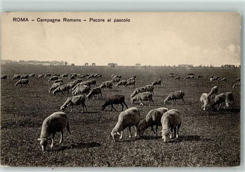 Roma 1926 Pecore al pascolo AK