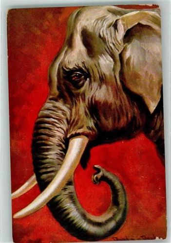 Elefant