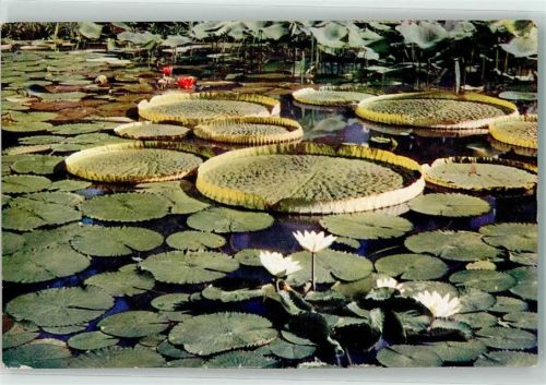 Liegnitz 1927 Viktoria regia und Seerosenteich Deutsche Gartenbau- und Schlesische Gewerbeausstellung Off. Karte 15