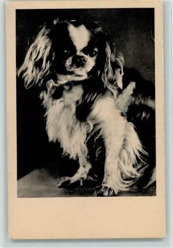 Pekinese Foto 1937 AK