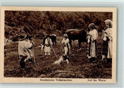 Rumänische Volkstrachten Auf der Weide Kühe