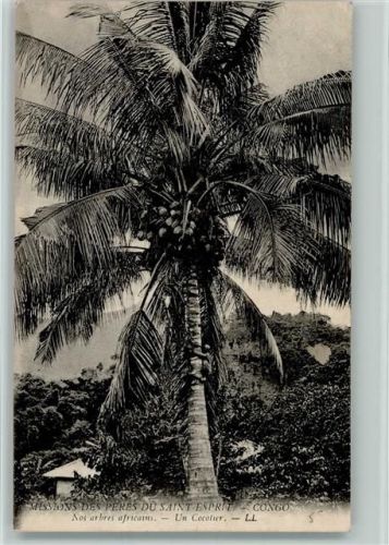 Nos arbres africans Un Cocolier Missions des Peres du Saint Esprit