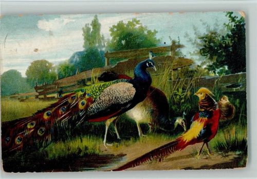 TSN Serie 695 - Pfau und Fasane - Jagdtiere Schönian, A. Künstlerkarte