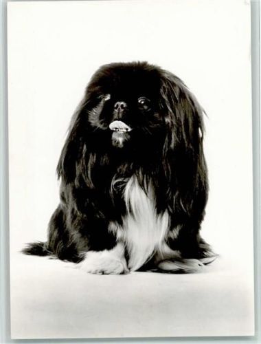 Pekinese Foto AK