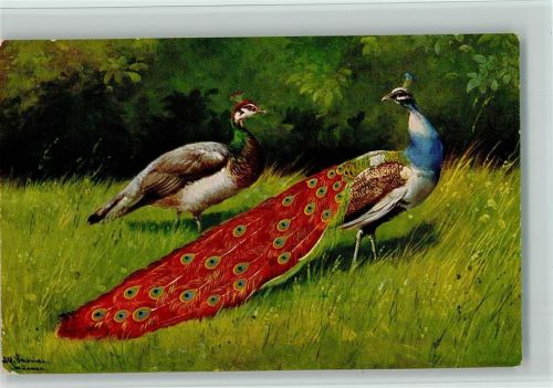 Vögel - Pfauenpaar ca 1908 Serie Peluba 263 AK