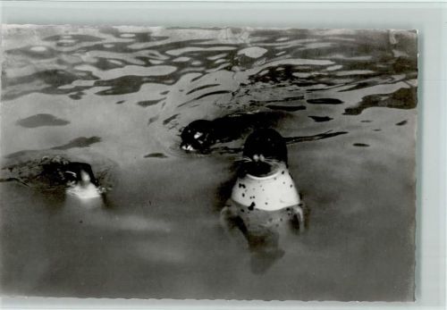 Seehunde an der Nordsee Foto ca 1961 AK