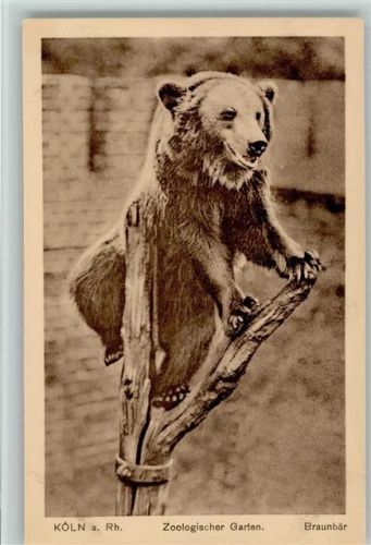 Köln Stadt Braunbär Zoologischer Garten