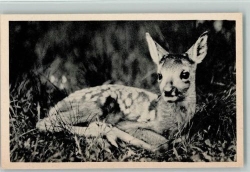Rehkitz im Gras - Werbung für Tier -Werbepostkarten , Monatsschrift "Das Tier" - Jagdtiere
