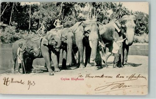 Arbeits-Elefanten 1903 AK Volkstypen / Brauchtum Indien