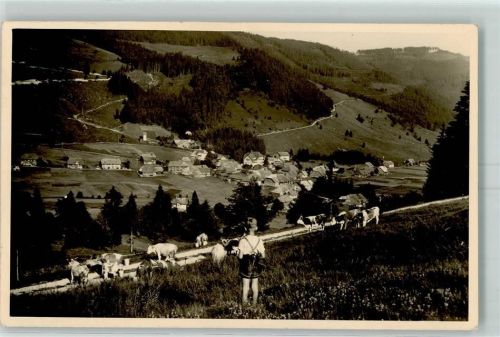 Menzenschwand Kühe Junge Ort handschriftlich