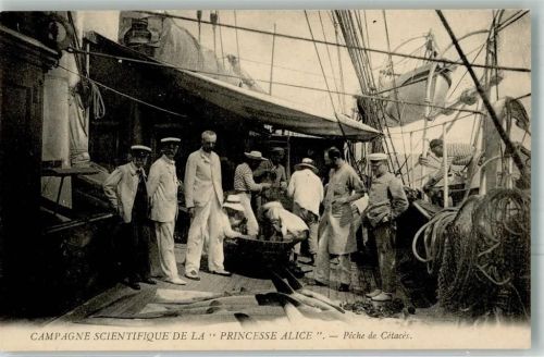 Forschungsschiff Campagne Scientifique de la Princesse Alice Peche de Cetaces