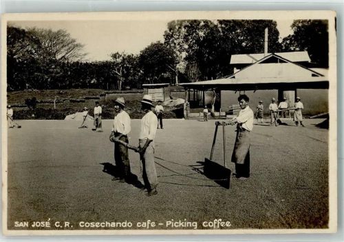 San Jose - Cosechando cafe Picknig Coffee