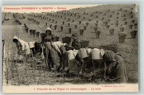 Reims Champagne Pommery u. Greno Travail de la Vigne en Champagne le taille