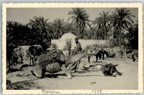 Tripolis Privatfoto AK Tagiura Kamel Maultier