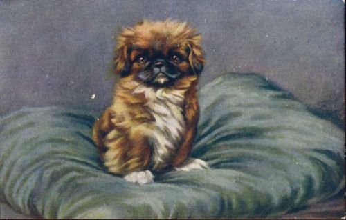 um 1910/20 Rassehund, Pekinese, Künstlerkarte, Verlag: Tuck & Sons, Serie - Wheres Mother-,Tuck & Sons