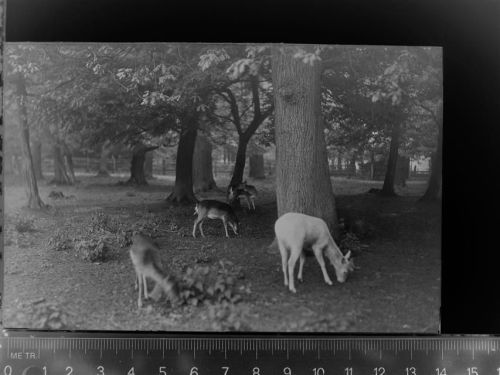 Eldagsen Rehe