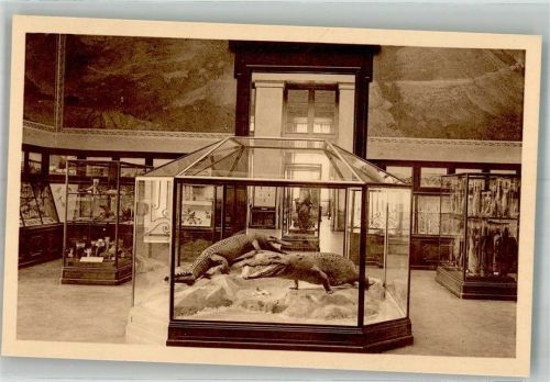 Tervuren Ausstellung Reptilien Musee du congo Belge