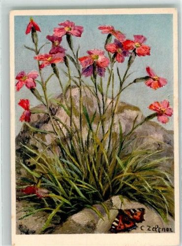 1945 sign. Zeltner Felsen-Nelke Nr. 32