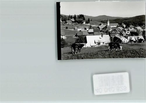 Altglashütten Kuhherde
