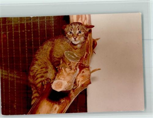 Beverungen Wildkatze