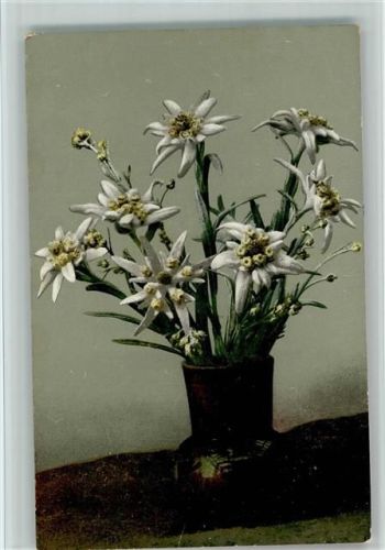 Edelweiss als Strauss in der Vase AKU2