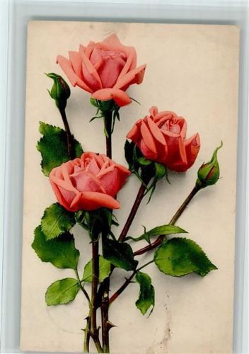 Zarte ros Rosen