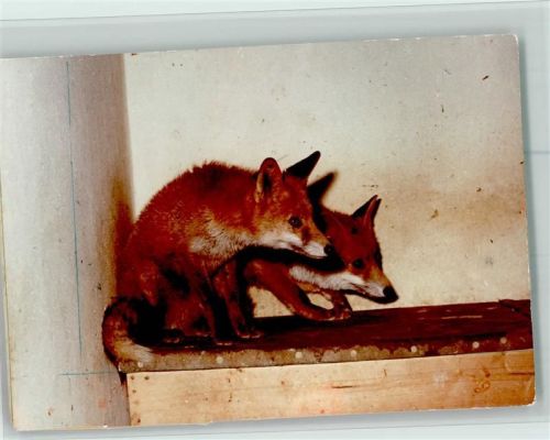 W3472 Beverungen Zwei junge Füchse Fuchs FOTO KEINE AK