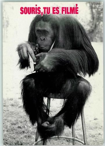 Orang-Utan