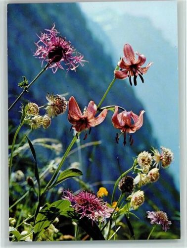 Türkenbund Lilie Lilium Martagon