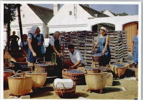 Allersdorf Markt Obst Verkäufer