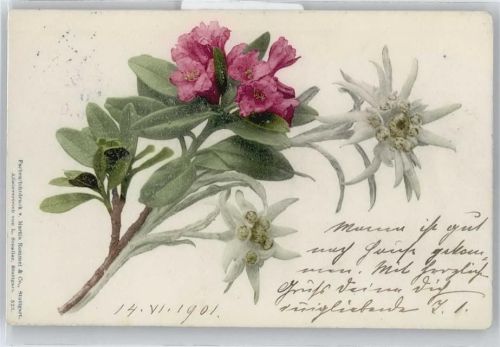 Edelweiss