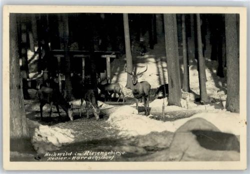 Harrachov Hochwild im Riesengebirge