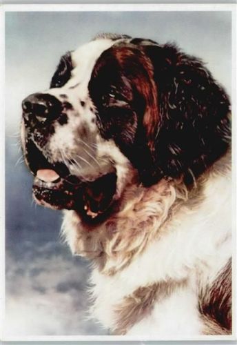 Nr. 1104 St. Bernhard berühmte Bernhardiner Berry rettete 40 Menschen das Leben
