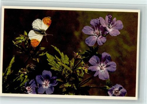 Geranium sylvaticum - Waldforchschnabel mit Pieris ( Antocharis) cardamines - Aurorafalter, Kressenfalter