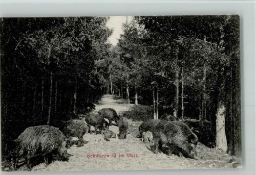 Gernrode Schwarzwild Wald