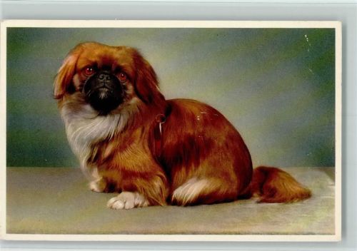 Pekinese Pekinese