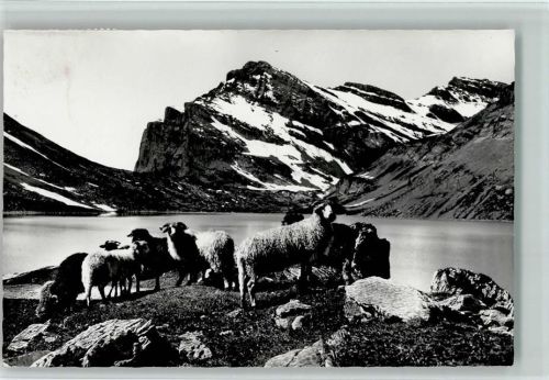Gemmipass Wallis Schafherde am Daubensee