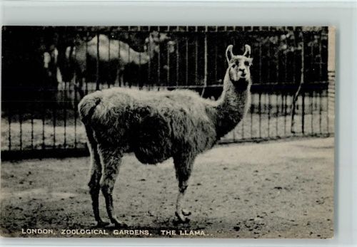 London, Zool. Gardens, Lama AK