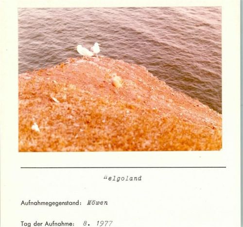 Helgoland Möwen Foto montiert auf Karton