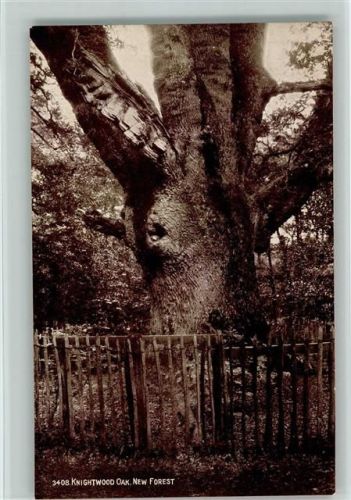 1926 Knightwood Oak. New Forest AK