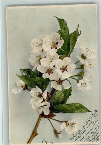 Nr. 506 - Blumen 1900 AK