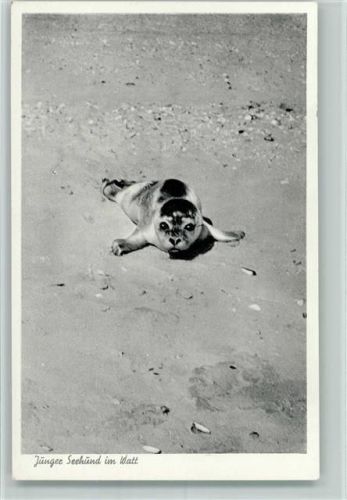 Seehund im Watt