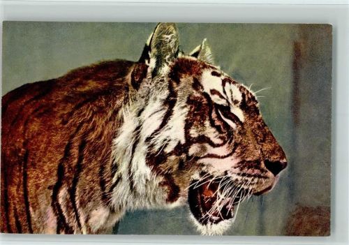 Sibirischer Tiger