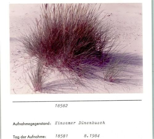 Dünen Strandhaferbusch Foto montiert auf Karton